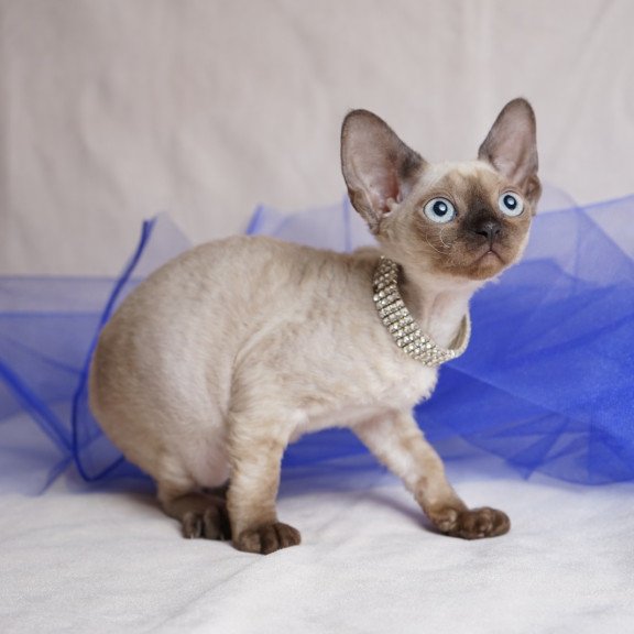 Devon Rex NOV Nona