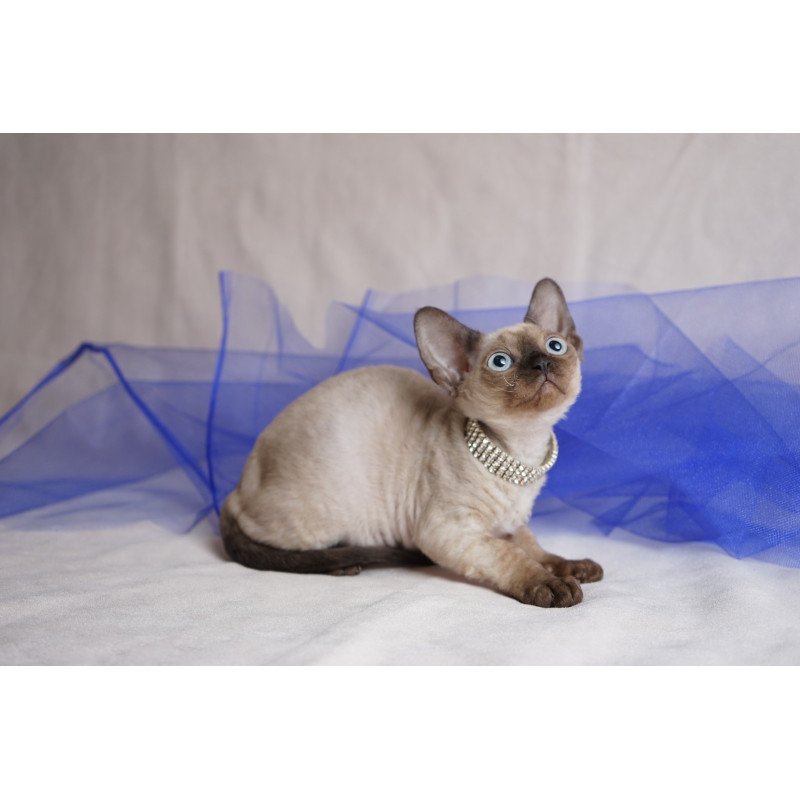 Devon Rex NOV Nona
