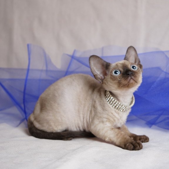 Devon Rex NOV Nona