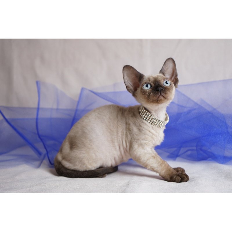 Devon Rex NOV Nona