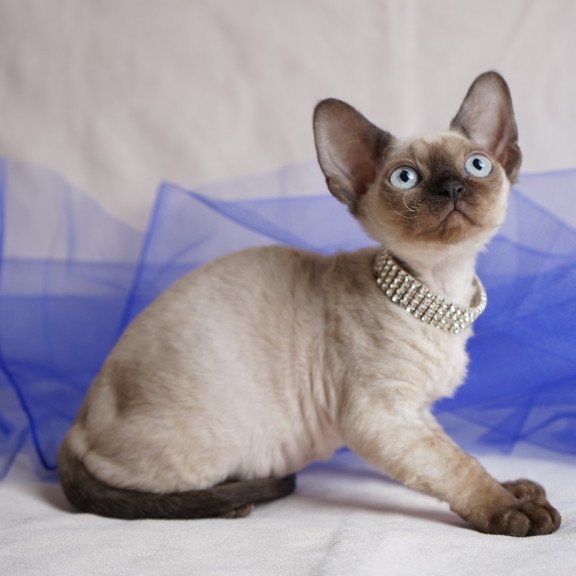Devon Rex NOV Nona