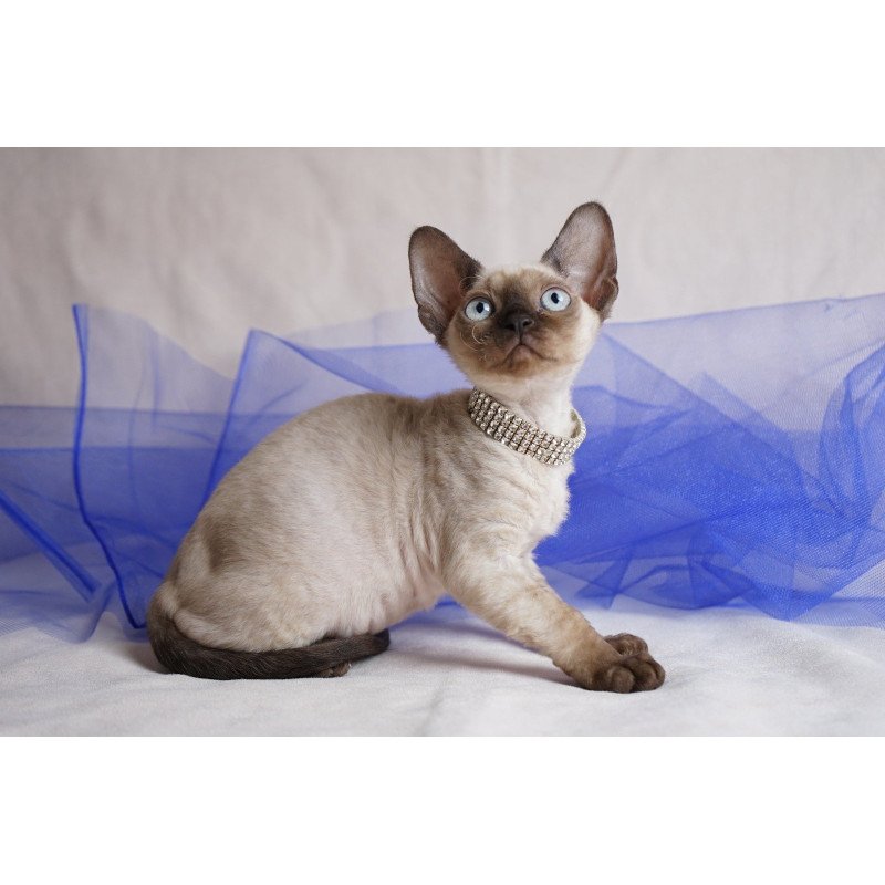 Devon Rex NOV Nona