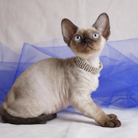 Devon Rex NOV Nona