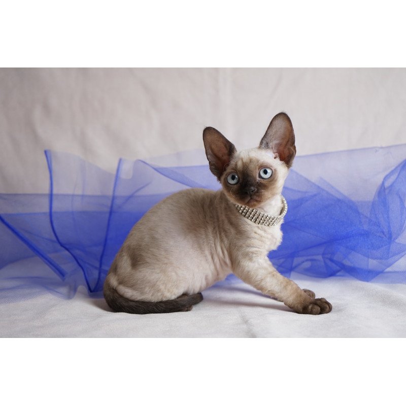Devon Rex NOV Nona
