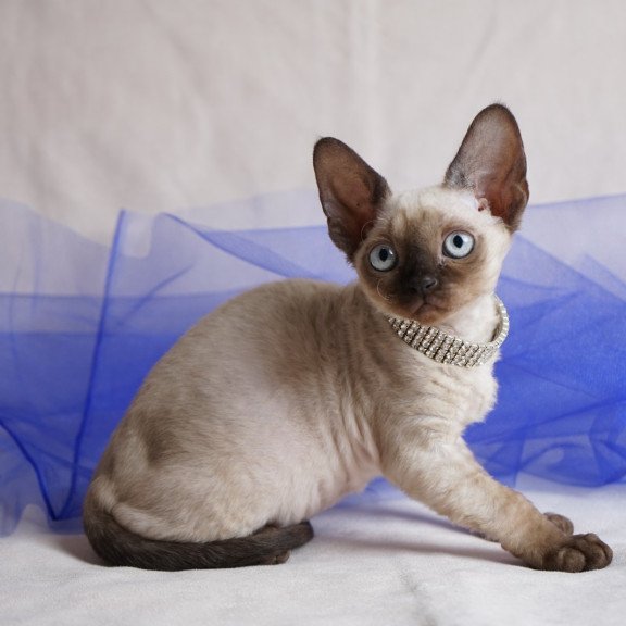 Devon Rex NOV Nona