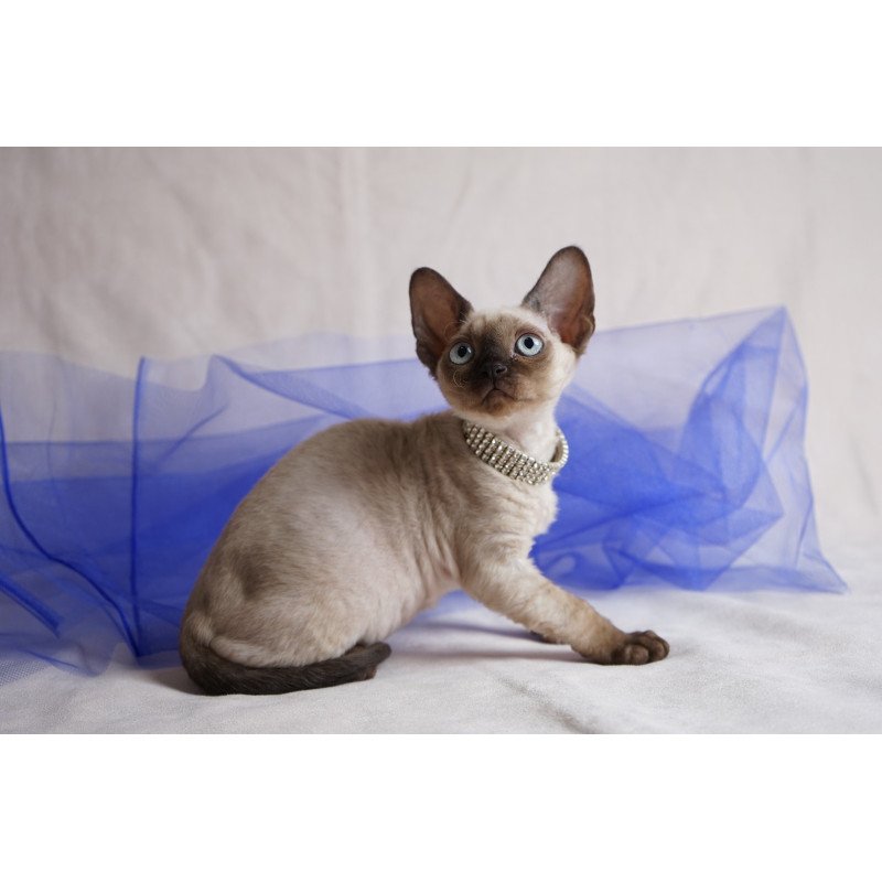 Devon Rex NOV Nona