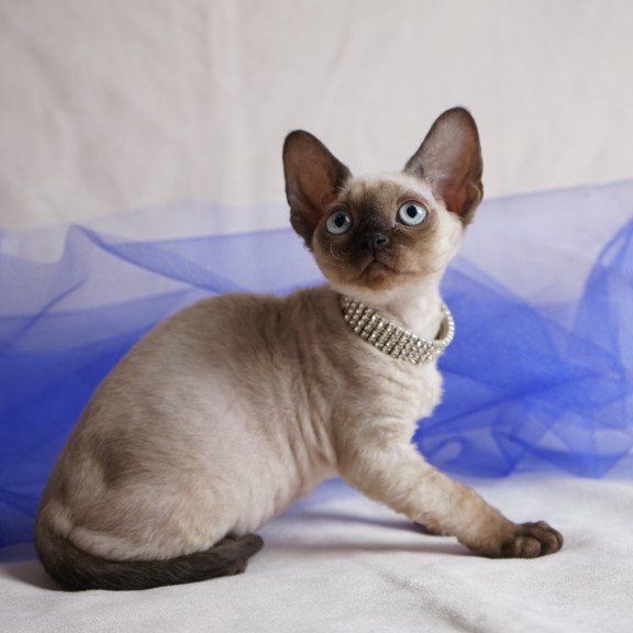 Devon Rex NOV Nona