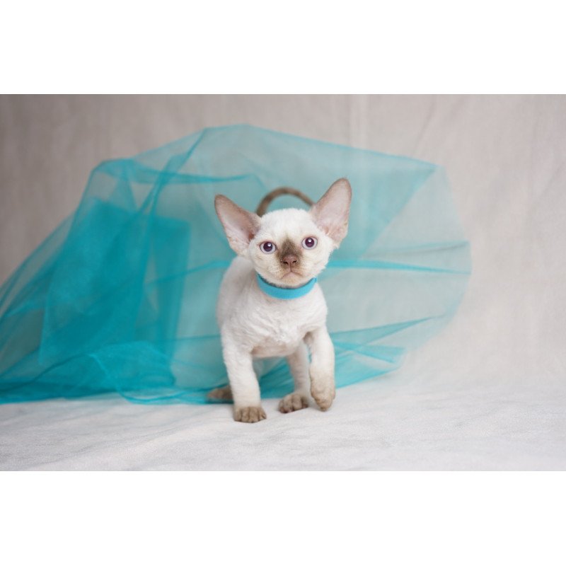 Devon Rex NOV Oskar