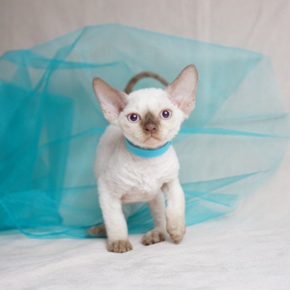 Devon Rex NOV Oskar