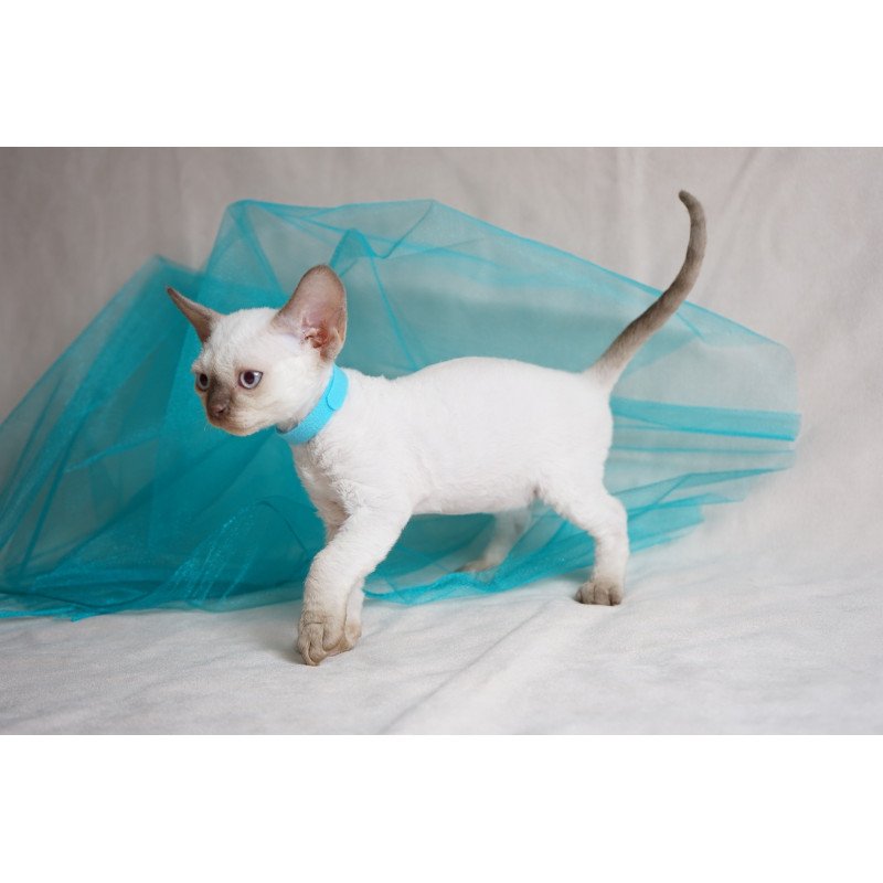 Devon Rex NOV Oskar