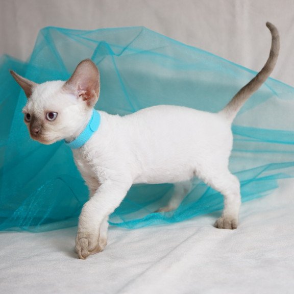 Devon Rex NOV Oskar