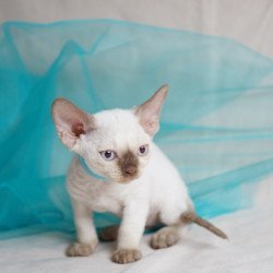 Devon Rex NOV Oskar