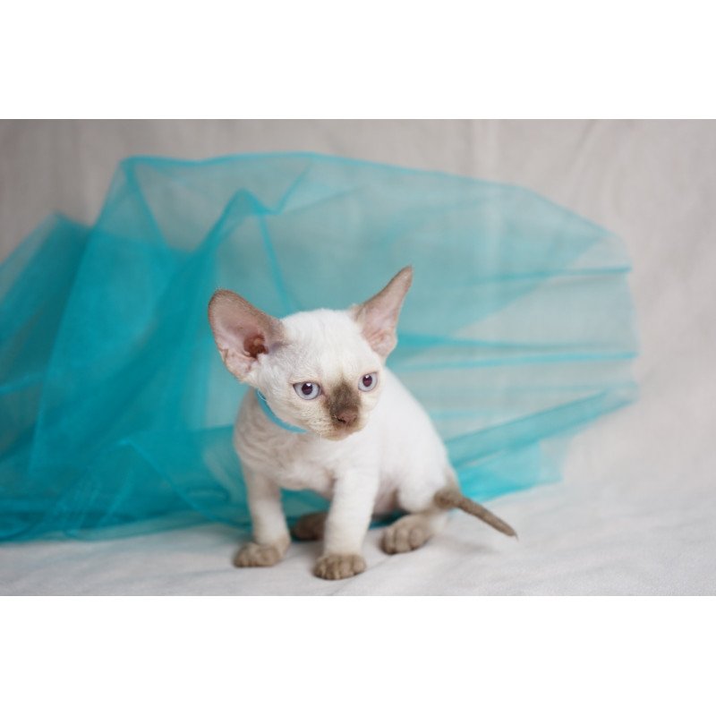 Devon Rex NOV Oskar