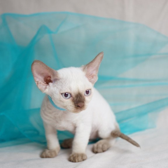 Devon Rex NOV Oskar