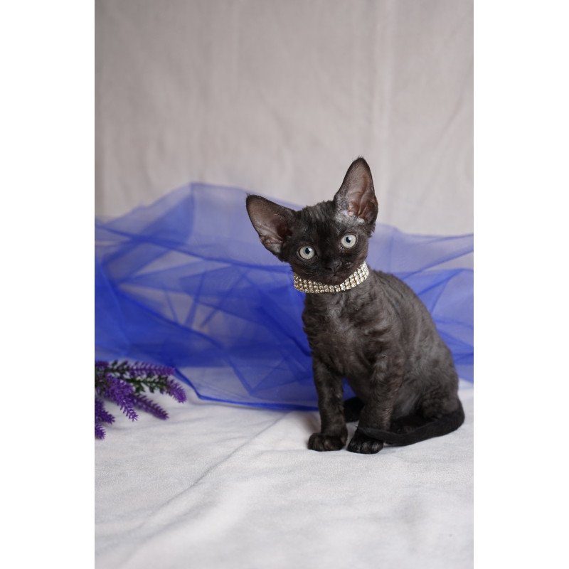 Devon Rex NOV Onigiri