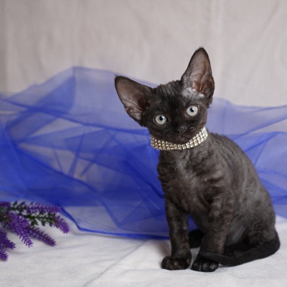 Devon Rex NOV Onigiri
