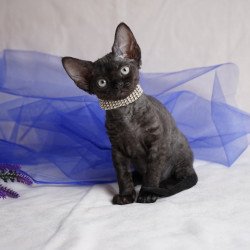 Devon Rex NOV Onigiri