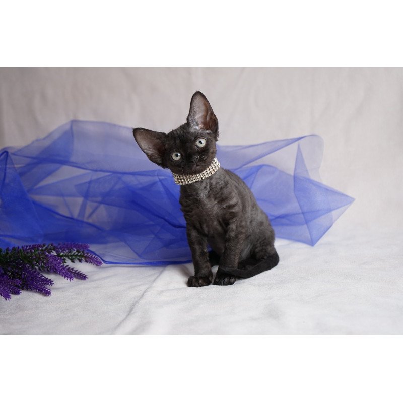 Devon Rex NOV Onigiri