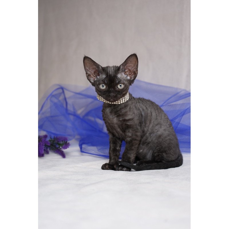 Devon Rex NOV Onigiri
