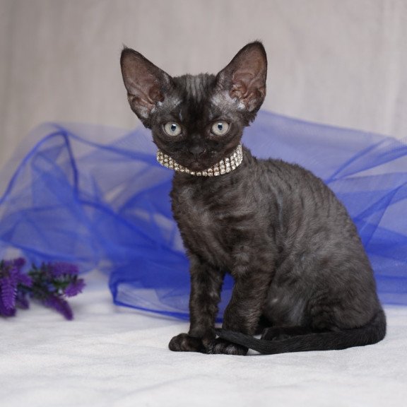 Devon Rex NOV Onigiri