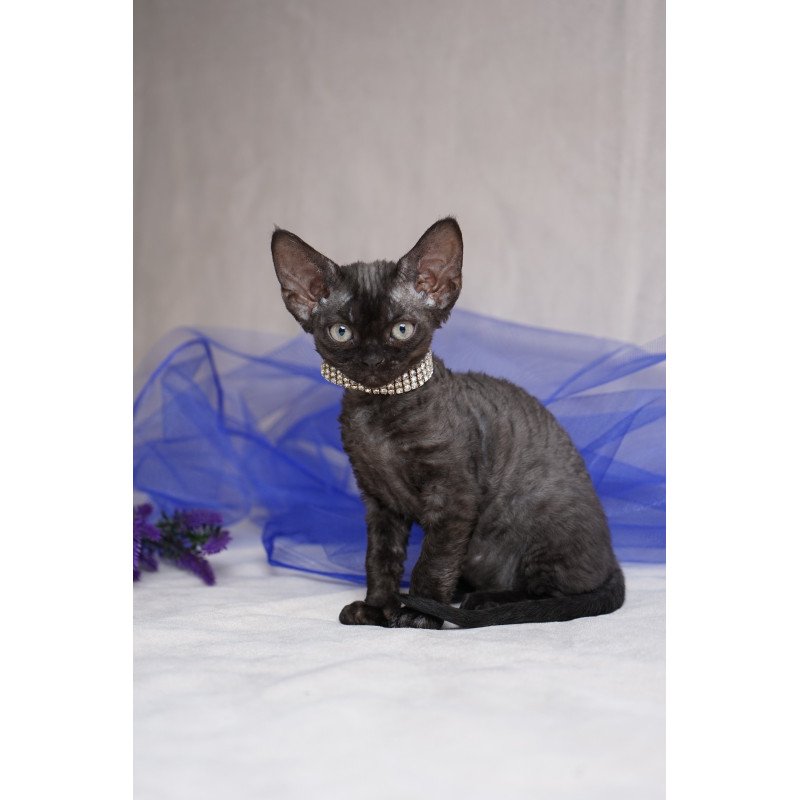 Devon Rex NOV Onigiri