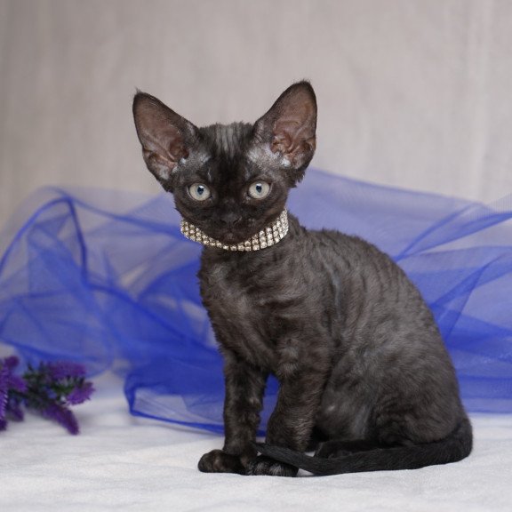 Devon Rex NOV Onigiri