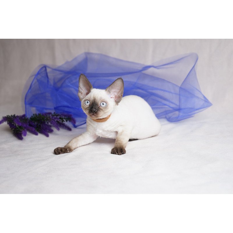 Devon Rex NOV Oreo
