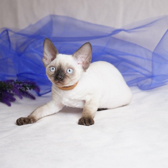 Devon Rex NOV Oreo