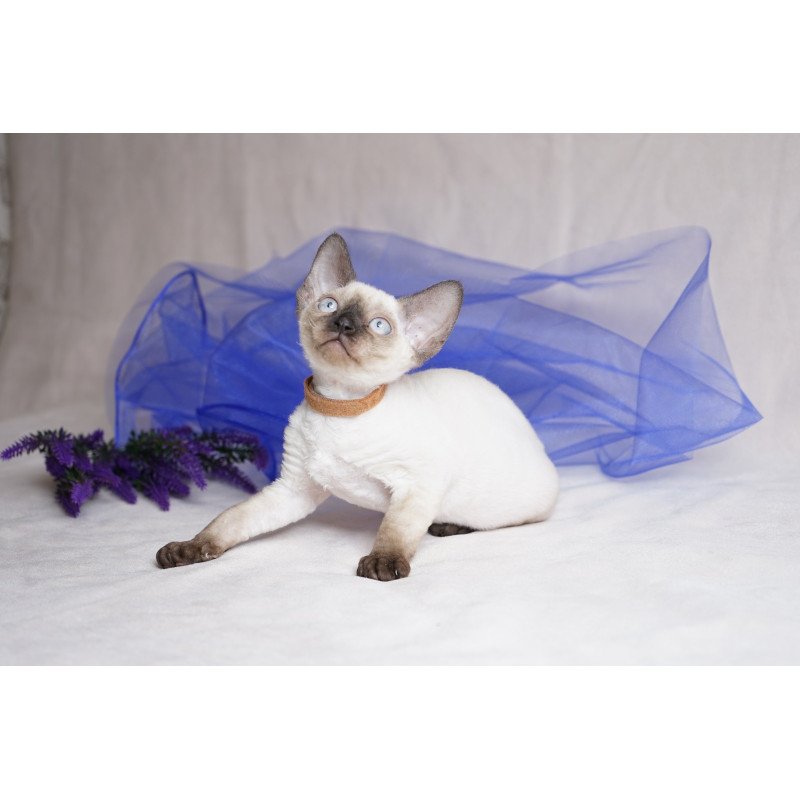 Devon Rex NOV Oreo
