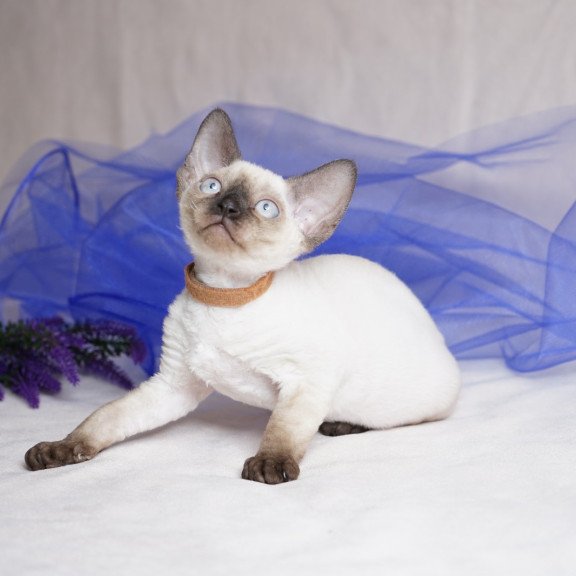 Devon Rex NOV Oreo