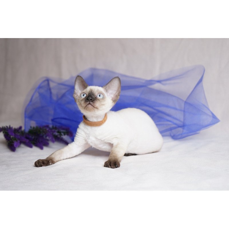 Devon Rex NOV Oreo