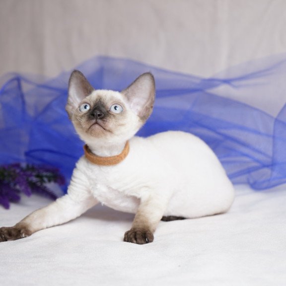 Devon Rex NOV Oreo
