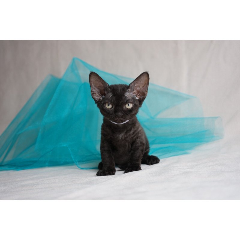 Devon Rex NOV Oniks