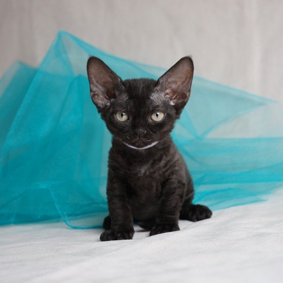 Devon Rex NOV Oniks