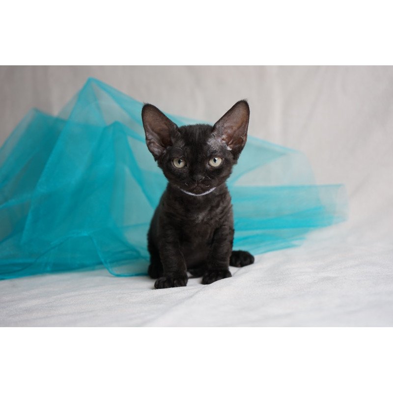 Devon Rex NOV Oniks