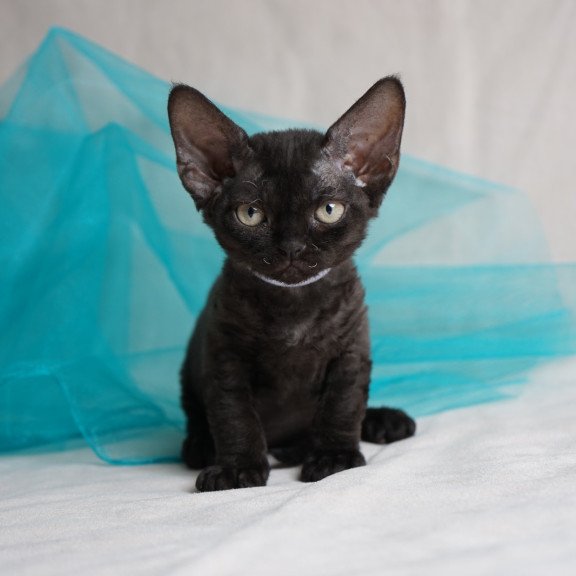 Devon Rex NOV Oniks