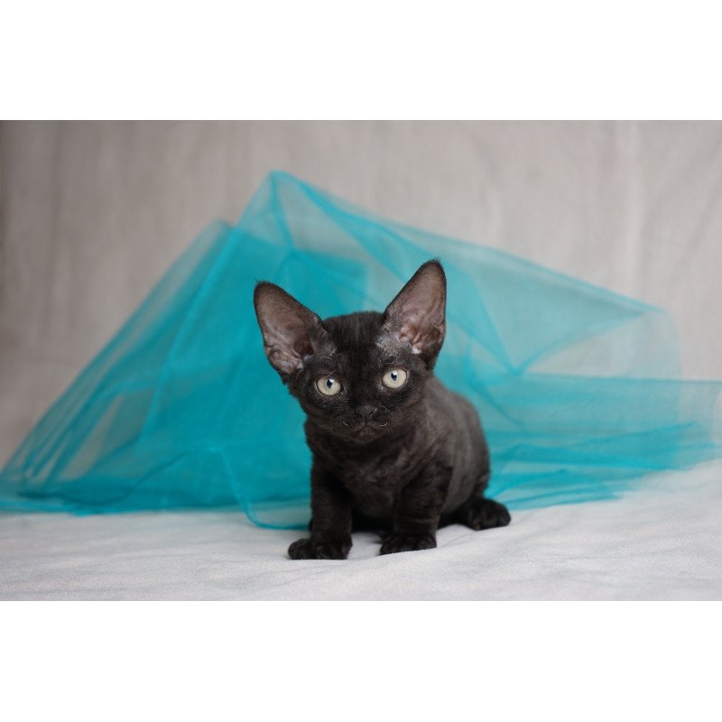 Devon Rex NOV Oniks