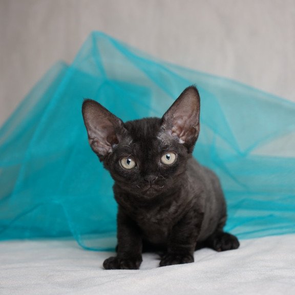 Devon Rex NOV Oniks