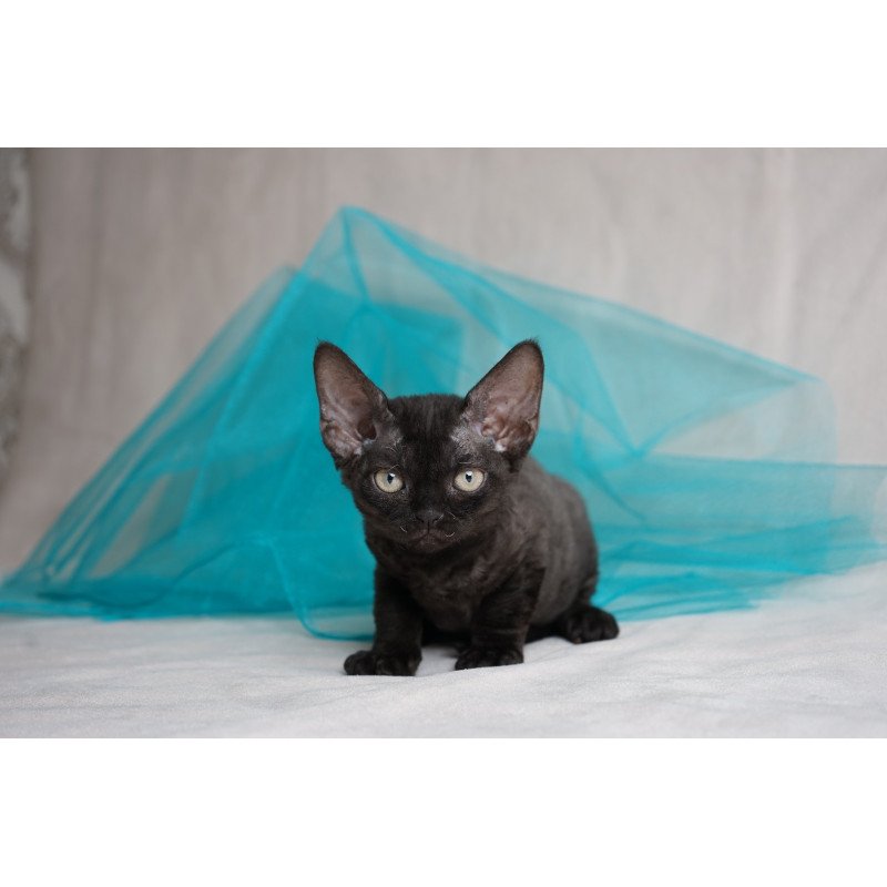 Devon Rex NOV Oniks