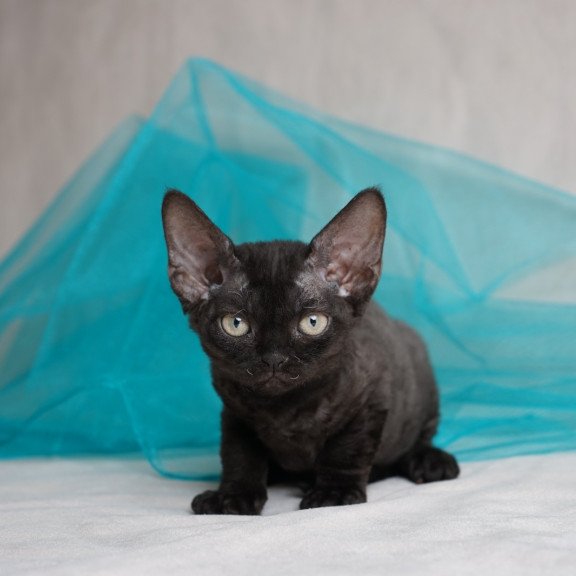 Devon Rex NOV Oniks