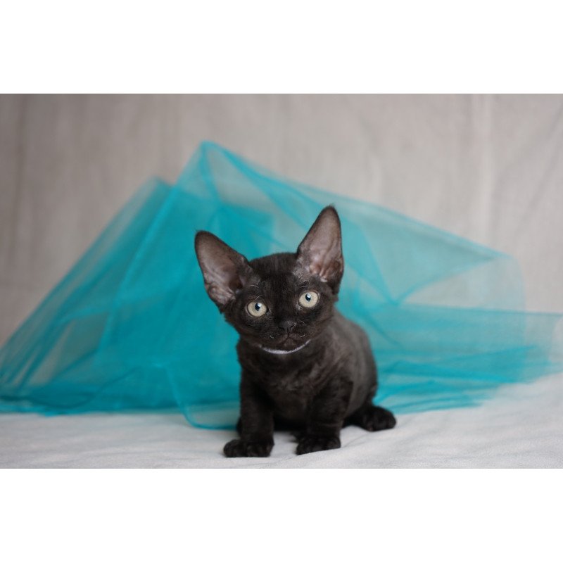 Devon Rex NOV Oniks