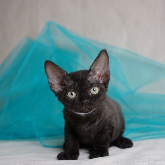 Devon Rex NOV Oniks