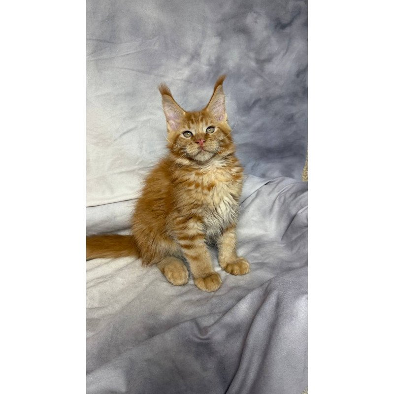 Maine Coon NOV Hermes
