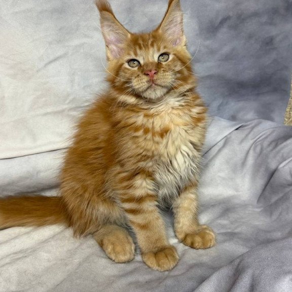 Maine Coon NOV Hermes