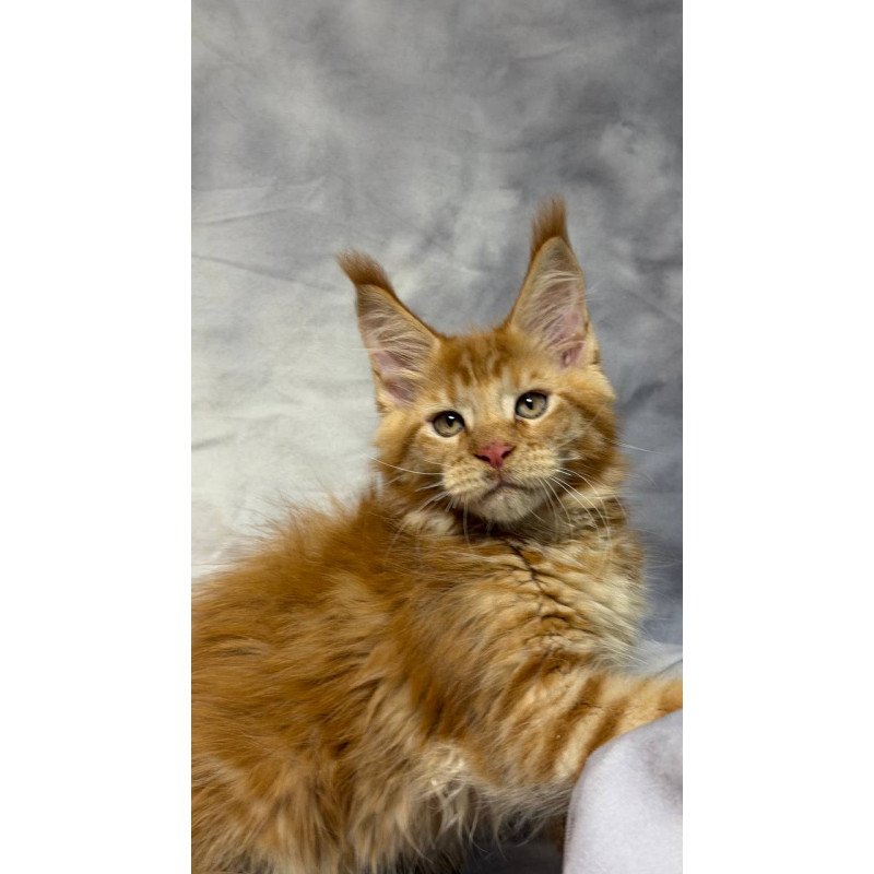 Maine Coon NOV Hermes