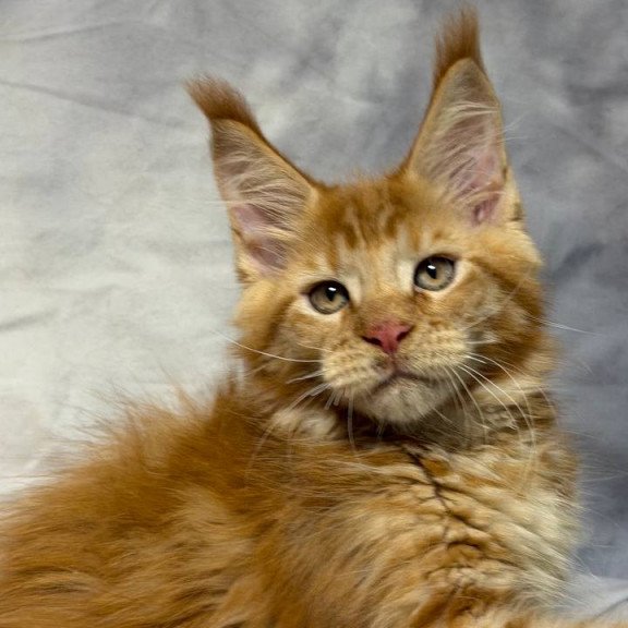 Maine Coon NOV Hermes