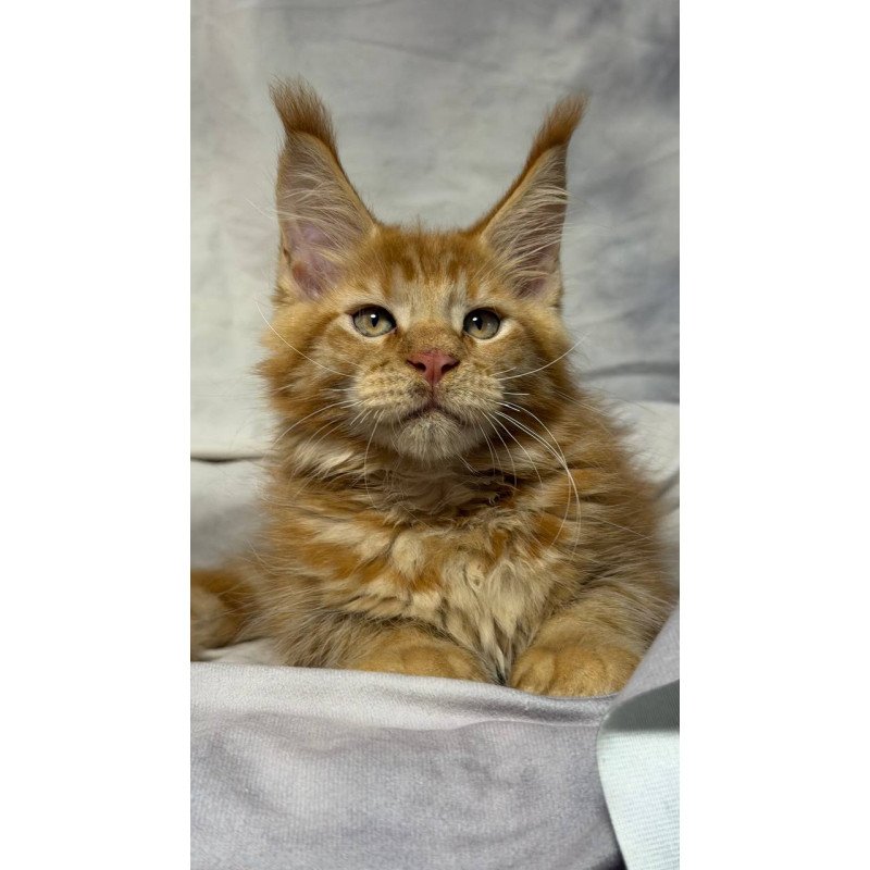 Maine Coon NOV Hermes