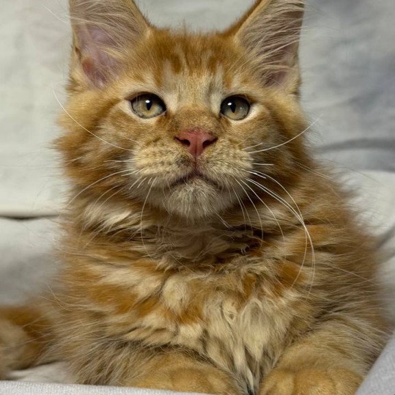 Maine Coon NOV Hermes