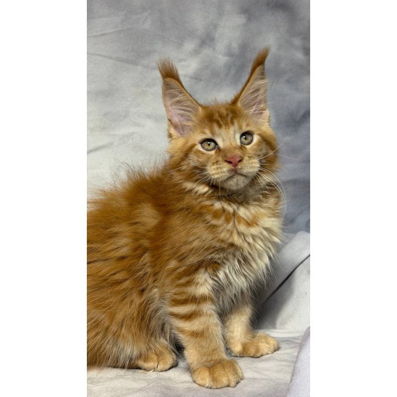 Maine Coon NOV Hermes