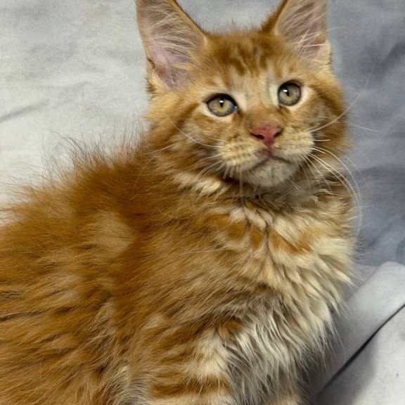 Maine Coon NOV Hermes